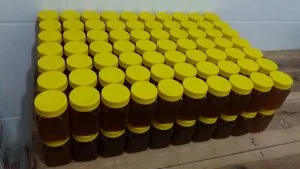 Leia mais sobre o artigo Ipaam autoriza manejo e produção de  mel de abelha-sem-ferrão para escala comercial  em Itapiranga