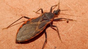 Read more about the article Após surto de Doença de Chagas, 20 novos casos suspeitos são investigados em Lábrea