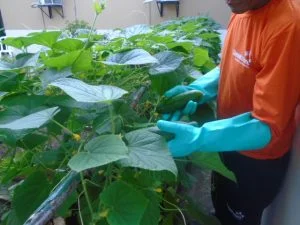 Leia mais sobre o artigo Hortas garantem trabalho e reforço na alimentação de detentos do Amazonas