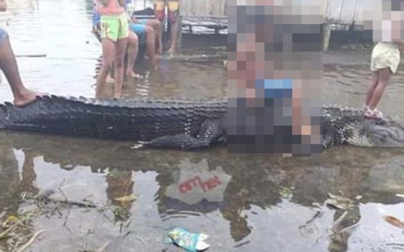 No momento, você está visualizando Imagens fortes: moradores matam jacaré que devorou cachorro; Veja o vídeo
