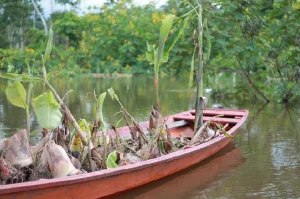 Leia mais sobre o artigo Produção agrícola no AM tem prejuízo de R$ 60 milhões por conta de cheia