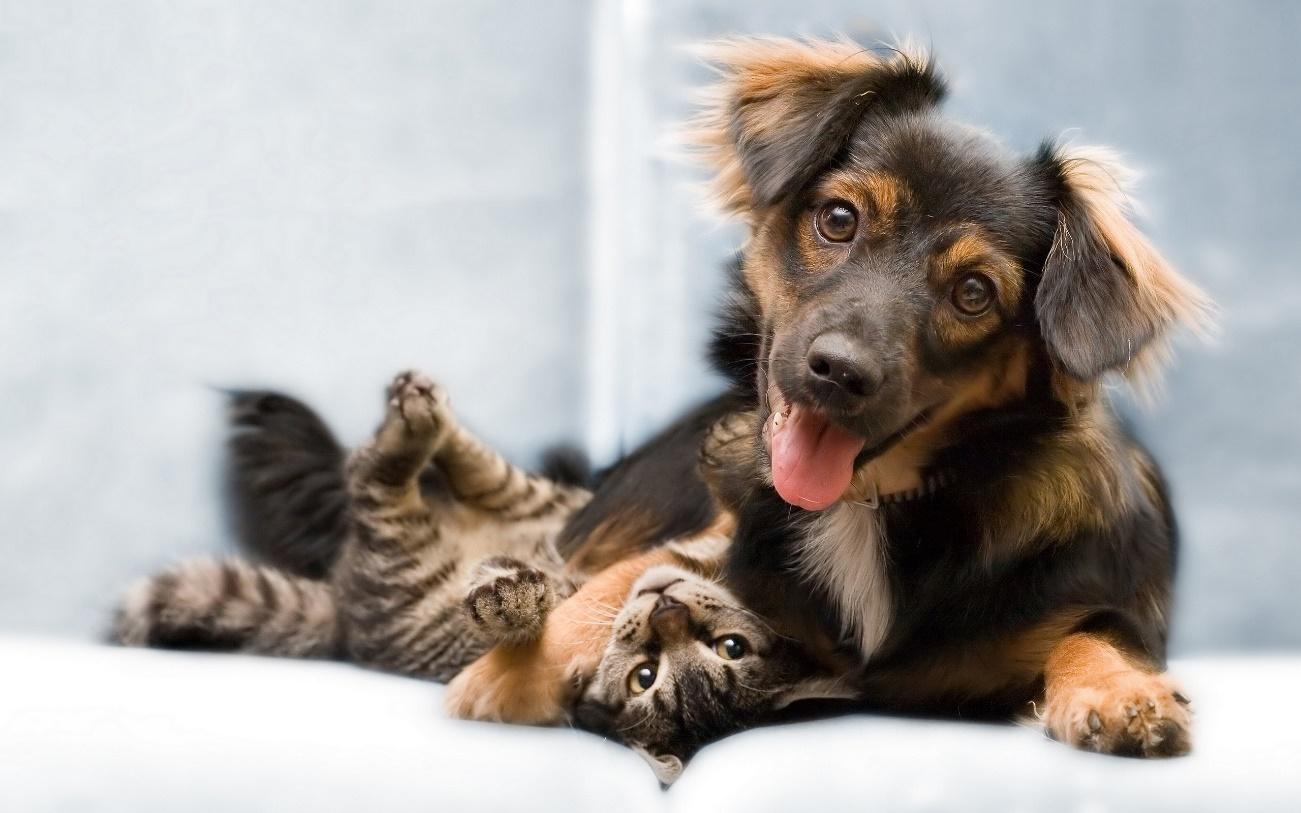 You are currently viewing Castração de cães e gatos poderá ser solicitada pela internet, em Manaus