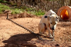 Read more about the article Ocorrências de maus-tratos a animais aumentam 110% neste ano