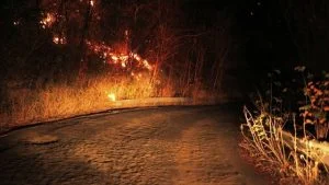 Leia mais sobre o artigo Área verde pega fogo e assusta moradores da zona Leste de Manaus
