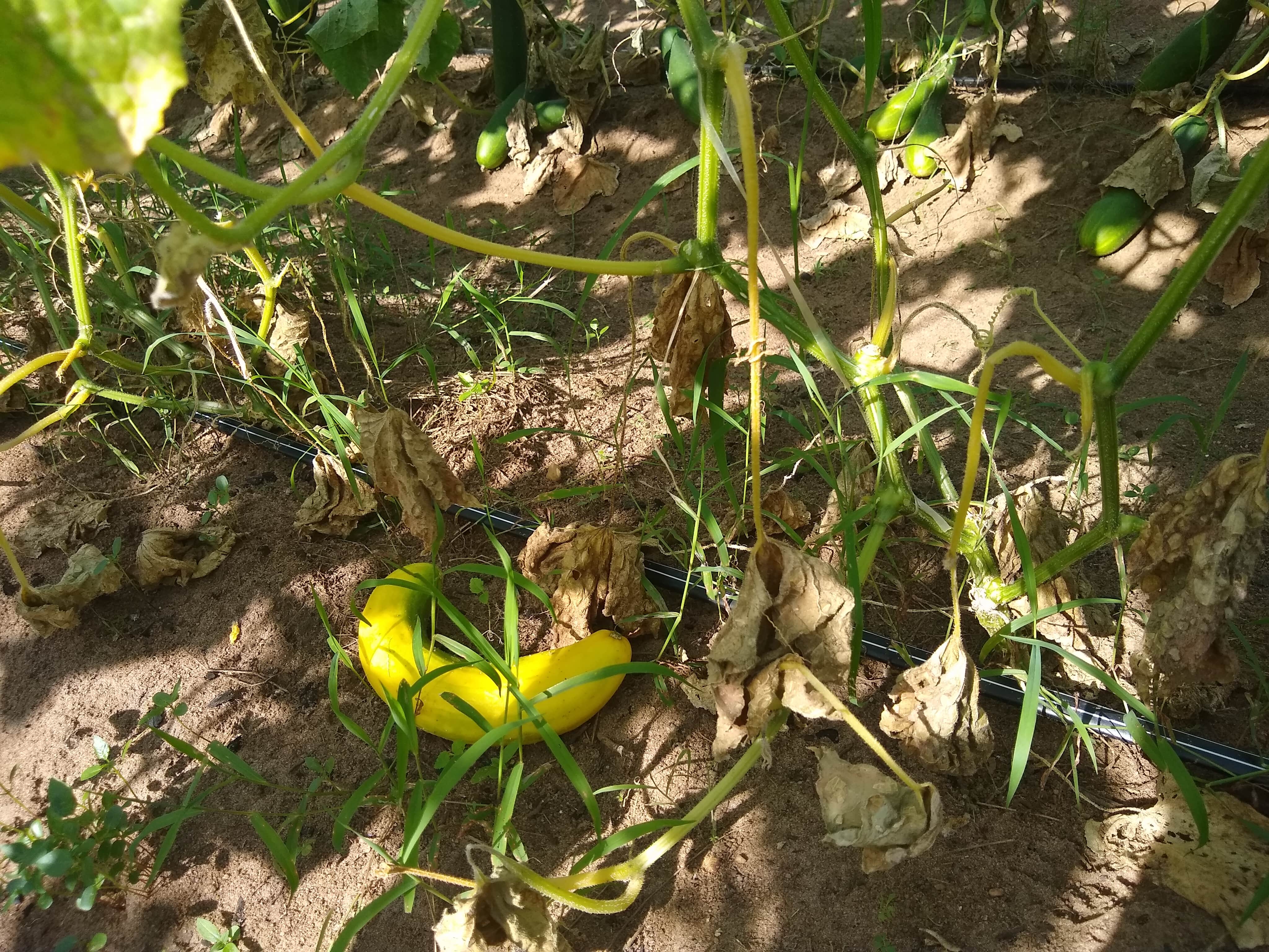 You are currently viewing Agricultores de Iranduba perdem 43 mil reais de produção na semana que ocorreu a falta de energia elétrica e água