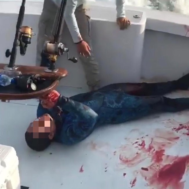 No momento, você está visualizando Um mergulhador é atacado por tubarão na Florida; Confira o vídeo!