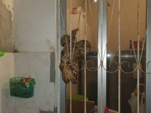 Leia mais sobre o artigo Família encontra cobra de quase dois metros em casa no Japiim, em Manaus