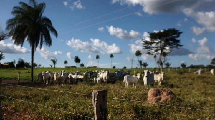 You are currently viewing Especialista reforça que pecuária na Amazônia pode seguir modelo sustentável sem agredir a natureza