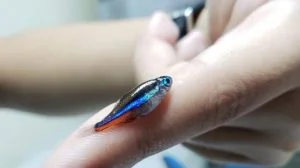 Leia mais sobre o artigo Tinta aplicada em cascos de embarcações pode intoxicar peixes na Amazônia