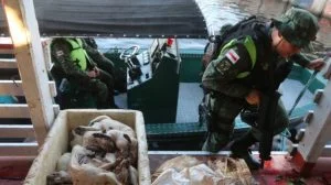 Leia mais sobre o artigo Dono de embarcação é preso com animais silvestres mortos e pescado ilegal em porto de Manaus