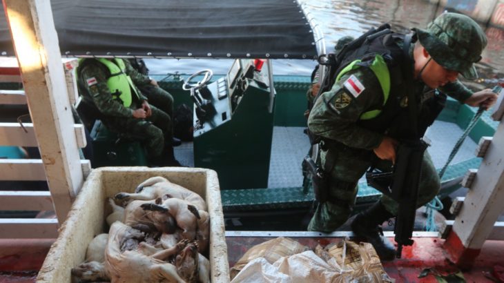 You are currently viewing Dono de embarcação é preso com animais silvestres mortos e pescado ilegal em porto de Manaus