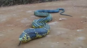 Leia mais sobre o artigo Cobra é capturada pelo Corpo de Bombeiros após se esconder em motor de carro