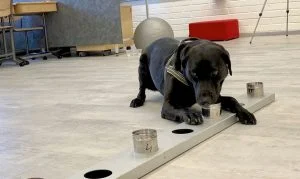 Leia mais sobre o artigo Rússia registra primeira vacina do mundo para animais contra covid-19