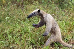 Read more about the article Tamanduá-mirim é resgatado no centro de cidade no Amazonas