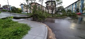 Read more about the article Árvores caem com chuva forte e bloqueiam trânsito em ruas de Manaus