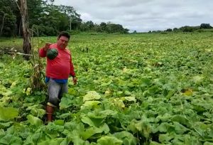 Read more about the article Cheia no AM já causa prejuízo de mais de R$ 70 milhões na produção agrícola, aponta Idam