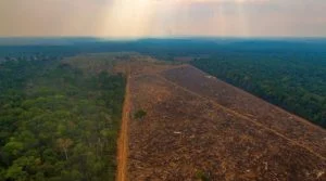 Leia mais sobre o artigo Justiça Federal manda fazendeiro retirar todo o gado de reserva invadida em Boca do Acre