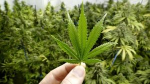 Read more about the article Comissão da Câmara aprova texto que libera cultivo de maconha por empresas para fins medicinais