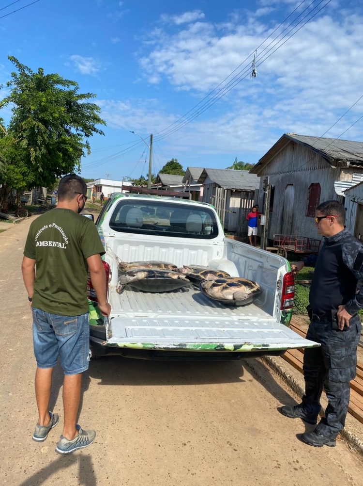 No momento, você está visualizando Tartarugas gigantes são apreendidas em quintal de casa no interior do Amazonas