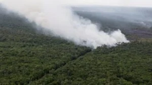 Leia mais sobre o artigo ‘Floresta Amazônica mostra sinais de esgotamento’, alerta Carlos Nobre, especialista da USP