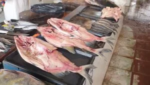 Leia mais sobre o artigo Com surto de rabdomiólise, governo determina restrições no consumo de peixes