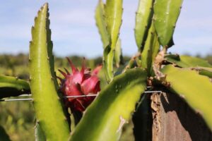 Read more about the article Governo do AM realiza visita técnica em produção de pitaya visando expansão desse cultivo no estado