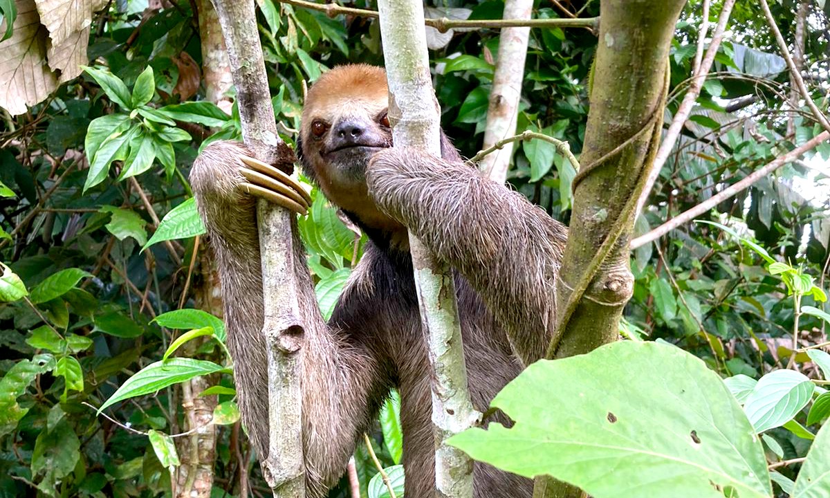 You are currently viewing Instituto de Proteção Ambiental do Amazonas realiza primeiro resgate de animais de 2022