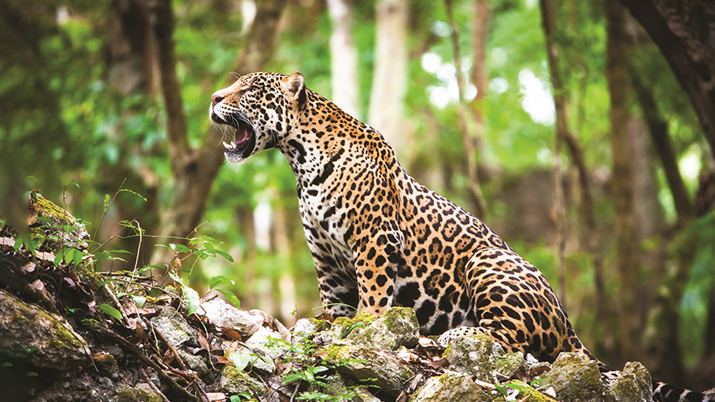 You are currently viewing ‘Termômetro da natureza’: onça-pintada sobrevive em fragmentos de floresta e está em situação vulnerável