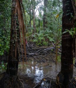 Read more about the article Pesquisadores descobrem manguezal de água doce na Amazônia