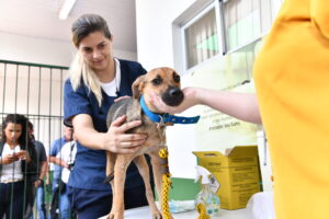 Read more about the article Prefeitura anuncia início da campanha de Vacinação Antirrábica Animal em Manaus