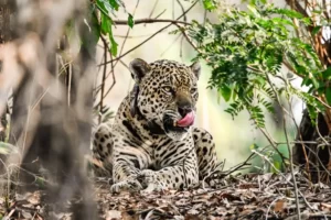 Read more about the article Quase metade das onças-pintadas tiveram habitat afetado pelas queimadas no Pantanal, aponta estudo