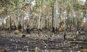 Read more about the article Incêndios florestais aumentam na Amazônia após novo Código Florestal