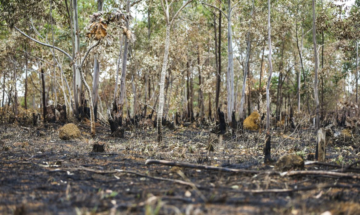 You are currently viewing Incêndios florestais aumentam na Amazônia após novo Código Florestal