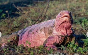 Read more about the article Filhotes de iguana rosa em extinção são vistos pela primeira vez na ilha de Galápagos