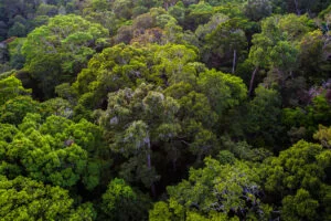 Leia mais sobre o artigo Amazonas fecha fevereiro com redução de 28,36% nos alertas de desmatamento emitidos em 2023