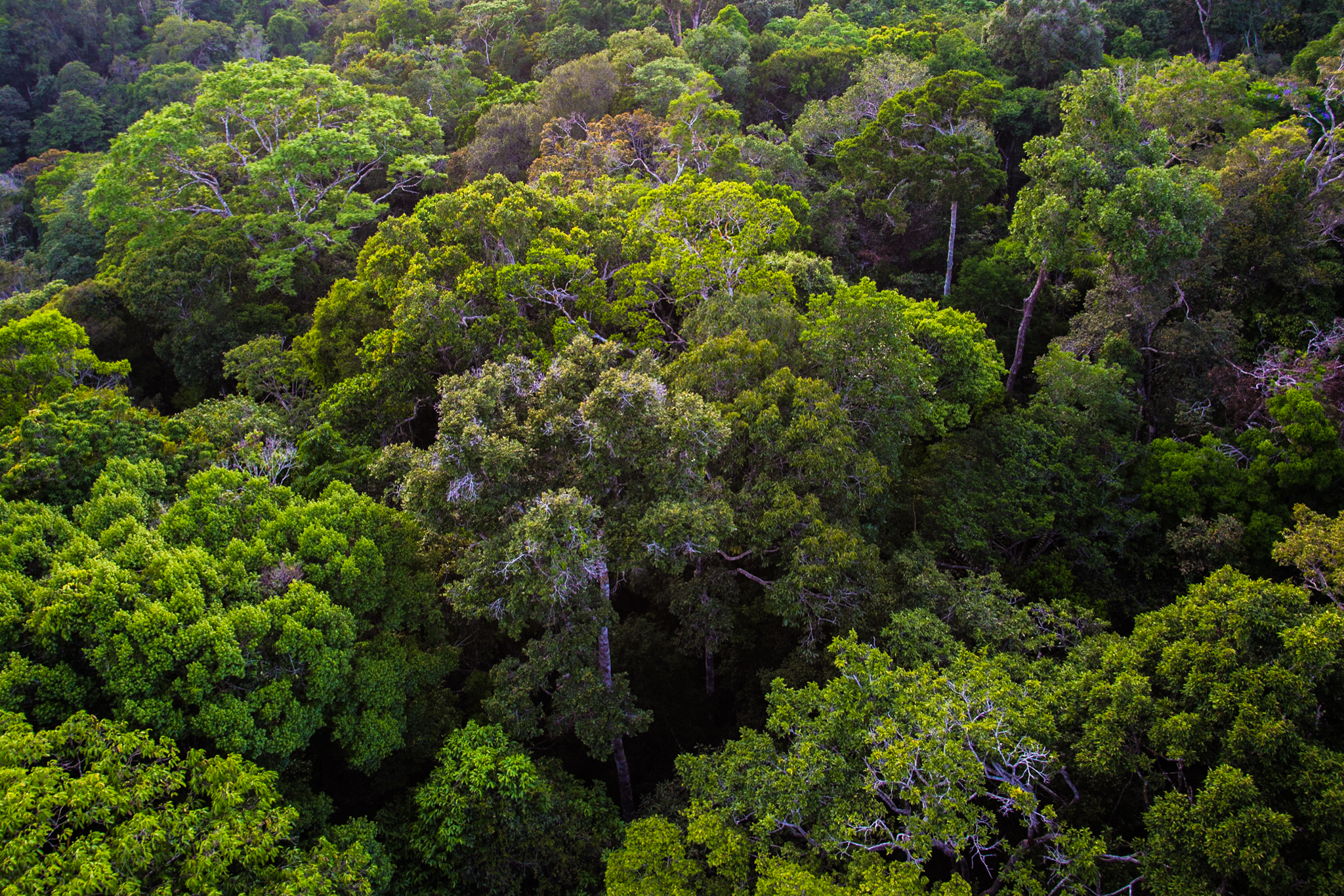 You are currently viewing Amazonas fecha fevereiro com redução de 28,36% nos alertas de desmatamento emitidos em 2023