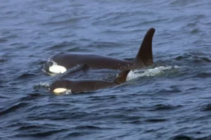 Read more about the article Orcas afundam barcos na Europa e podem estar ensinando outras a fazer o mesmo, diz site