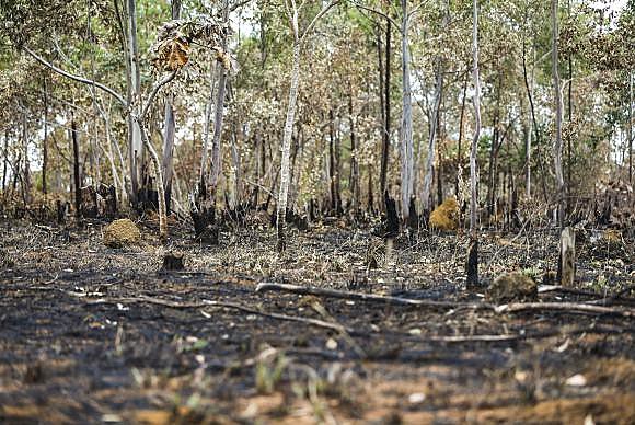 You are currently viewing Reportagem mostra desafios para fiscalizar desmatamento no Cerrado de Goiás