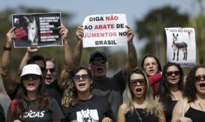 Read more about the article Manifestação pede fim da permissão para abate do jumento no Brasil