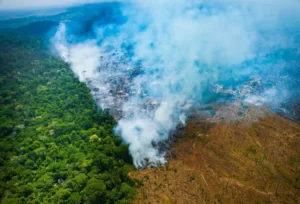 Read more about the article Estado do Amazonas teve a maior queda em números absolutos no desmatamento dentre os Estados da Amazônia