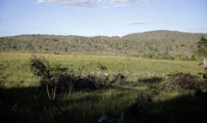 Read more about the article Campeãs em desmatamento, terras privadas têm 62% do Cerrado nativo