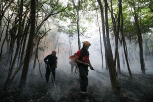 Read more about the article Governo do Amazonas atua desde o início do ano combatendo queimadas e desmatamento ilegais