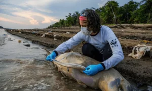 Read more about the article ICMBio vai investigar mortes de mais de 100 botos no AM; animais encalhados são resgatados