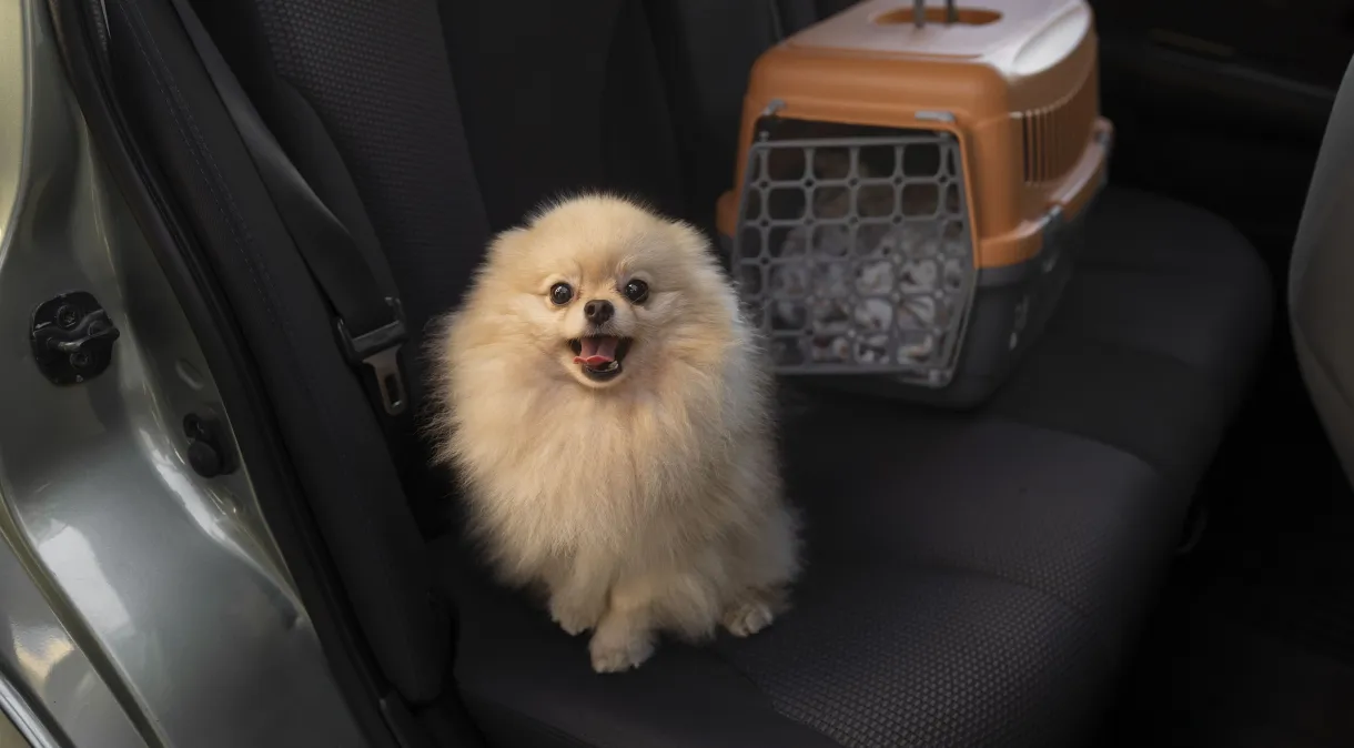 No momento, você está visualizando Uber Pet: app anuncia nova categoria para animais acompanhados