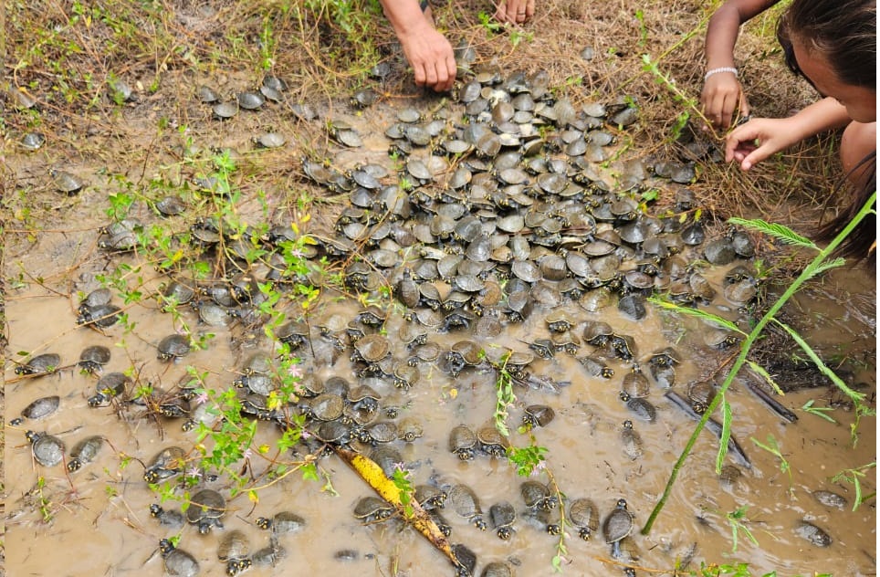 You are currently viewing Em trabalho comunitário, mais de 800 filhotes de quelônios são devolvidos à natureza na RDS Rio Madeira