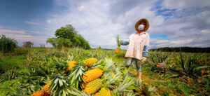 Read more about the article Renegociação de dívidas de produtores rurais é aprovada na Aleam