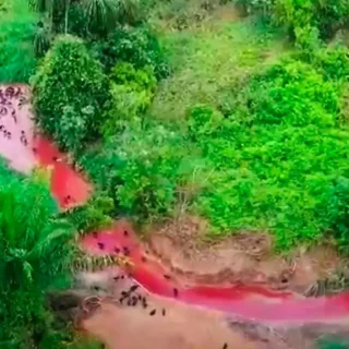 ‘Rio de sangue’: Ibama flagra frigorífico despejando resíduos em rio do AM