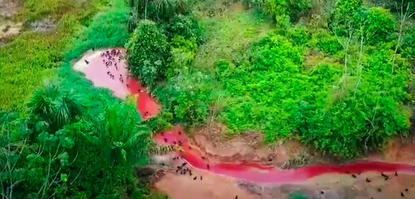 You are currently viewing ‘Rio de sangue’: Ibama flagra frigorífico despejando resíduos em rio do AM