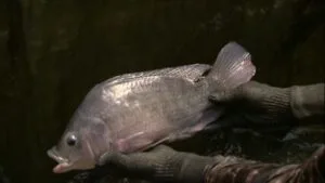 Leia mais sobre o artigo Pescador encontra tilápia com mais de 5 kg no Paraná; entenda se peso é normal