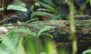 Read more about the article Dia do Meio Ambiente: cientistas e indígenas descobrem quase 3 mil espécies em região ameaçada pelo garimpo no AM